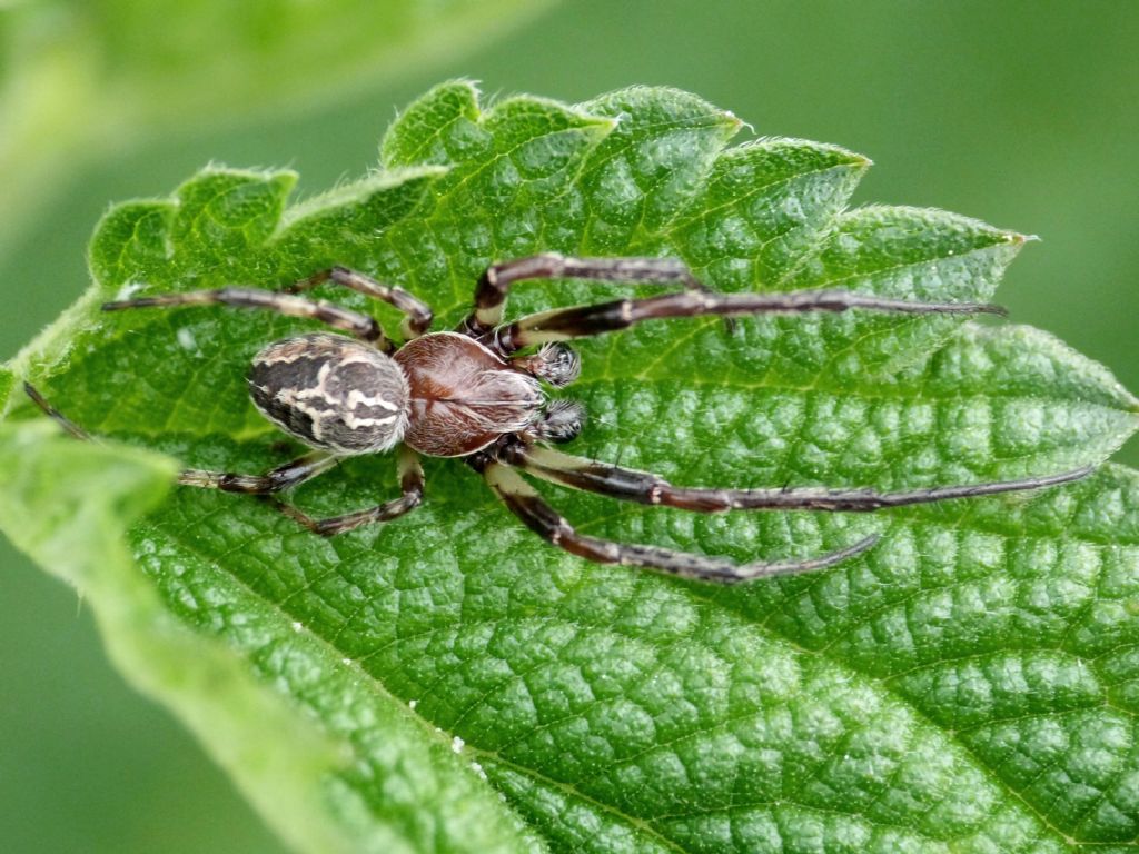 Maschietto di  Larinioides sp. - Bardello (VA)